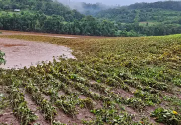 Prejuízos na agropecuária causados pelas chuvas no RS já passam de R$ 1 bilhão