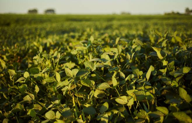 Brasil registra queda no valor da produção agrícola, mas safra de grãos atinge recorde em 2023