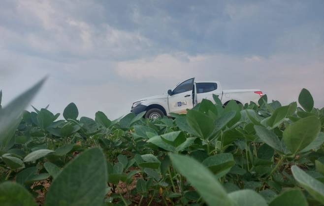 Prazo para plantio de soja em Mato Grosso termina no dia 07 de janeiro